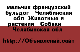 мальчик французский бульдог - Челябинская обл. Животные и растения » Собаки   . Челябинская обл.